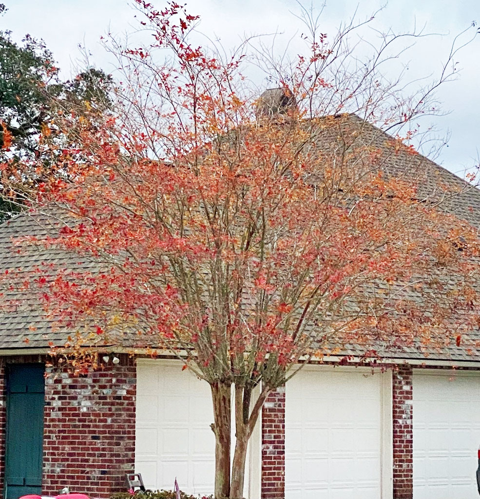 Fall colors on crape myrtles this year have been excellent this year.  .jpg thumbnail